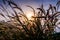 Silhouette Meadow in sunset landscape