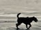 Silhouette of Miniature Schnauzer dog on beach