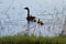 Silhouette of a mother Canadian Goose and her goslings