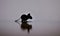 Silhouette of a mouse in rain