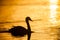 Silhouette of a mute swan swimming