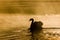 Silhouette of a Mute Swan swimming past in the golden morning light