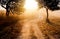 silhouette of mystery forest in the morning walk way with beautiful sun light dark background