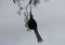 A silhouette of a neat made by weaver bird hanging down from a big tree. Interesting skill of this bird is admirable