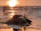 Silhouette of nesting Coots Fulica atra at sunset