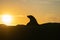In silhouette, New Zealand fur seal on rock as sunrises behind