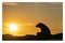 In silhouette, New Zealand fur seal on rock as sunrises behind