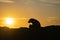 In silhouette, New Zealand fur seal on rock as sunrises behind