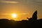 In silhouette, New Zealand fur seal on rock as sunrises behind