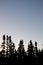 Silhouette of Northern Canadian Woods at Dusk