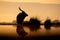 Silhouette of nyala at water hole