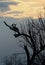 Silhouette oa a Marabou Stork in a bare tree with a sunset background, south luangwa national park zambia