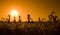 Silhouette of oil pumpjacks