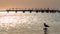 silhouette old ruined bridge in the sea with birds in summer evening