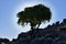 Silhouette of oleve tree in rock.