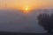 Silhouette of an olive tree in the rural fields covered with fog during an magical sunrise