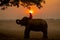 Silhouette of one mahout stay on head or back of elephant and near big tree with sunrise on the background