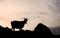 Silhouette of one single goat on a rock