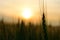 Silhouette one spike at the rye field at sunset