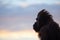 a silhouette of an orangutan against a dusk sky