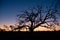 Silhouette in the Outback, South Australia