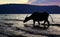Silhouette ox cow walking on the sea shore beach washing its feet with ocean water.
