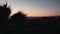 Silhouette of palm leaves swaying in wind at sunset. Silhouette of palm trees with sea sunset on background