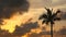 Silhouette of Palm Tree Blowing in Wind Against Dramatic Sunset