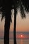 Silhouette of a palm tree near the ocean against a colorful sunset