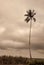 Silhouette of a palm tree standing alone against cloudy horizon