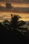 Silhouette of a palm tree at sunset