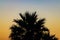 Silhouette palm tree at sunset, Agadir, Morocco