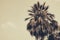 Silhouette palm tree in vintage filter background