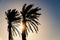 Silhouette of palm trees against the sunset, Canary Islands