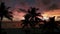 Silhouette of palm trees on beach at gold sunset time . Wide footage