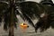 Silhouette of palm trees and a boat at sunset, Savusavu harbor,