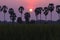 Silhouette palm trees in rice fields at sunset