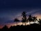 Silhouette of palm trees in a starry evening