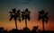 Silhouette of palm trees at sunset