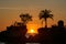 Silhouette of palm trees at sunset on the island of Boracay, Philippines