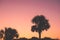 Silhouette palmetto trees during sunrise
