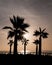 Silhouette palms sunrise, Spain