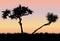 Silhouette of a pandanus trees in the sunset