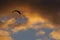 Silhouette of Para glider in orange and blue sky.