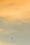 Silhouette of parachutists flying slowly on parachute at sunset