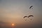 Silhouette Paramotor show with Sunset in Thailand.