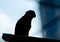 Silhouette parrot standing on a building