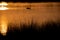 Silhouette of a patch of spiky grass with a swan swimming in an orange lake in the background