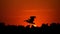 Silhouette of pelican flying over water in the sunset. Danube Delta Romanian wild life bird watching