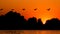 Silhouette of pelican flying over water in the sunset. Danube Delta Romanian wild life bird watching